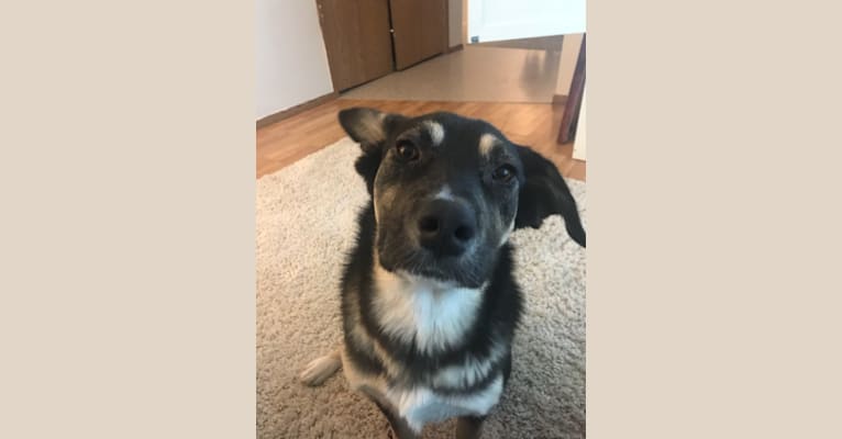 Embark Dog Dna Test Breed Bernard or st bernard (uk: embark dog dna test breed