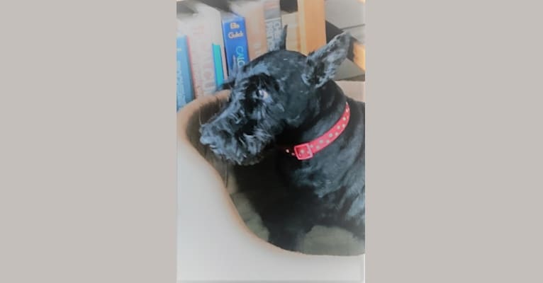 Sumo Sam, a Scottish Terrier tested with EmbarkVet.com