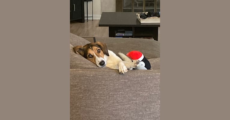 Snoopy, a Beagle and Basset Hound mix tested with EmbarkVet.com