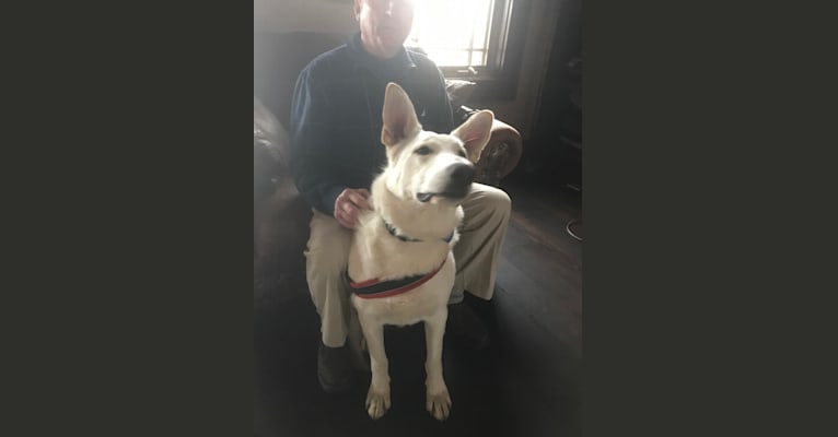 Sebastian Plyler, a German Shepherd Dog tested with EmbarkVet.com