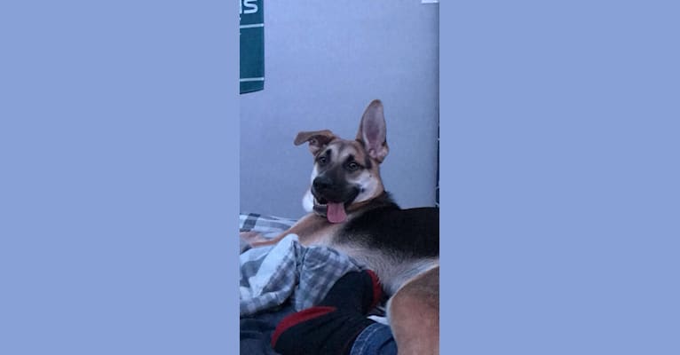 Photo of Riley, a German Shepherd Dog, American Pit Bull Terrier, and Mixed mix in Alabama, USA
