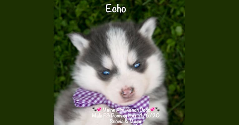 Echo, a Pomsky tested with EmbarkVet.com