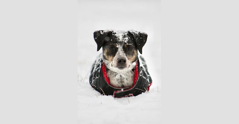 Raindrop, a Boston Terrier and Russell-type Terrier mix tested with EmbarkVet.com