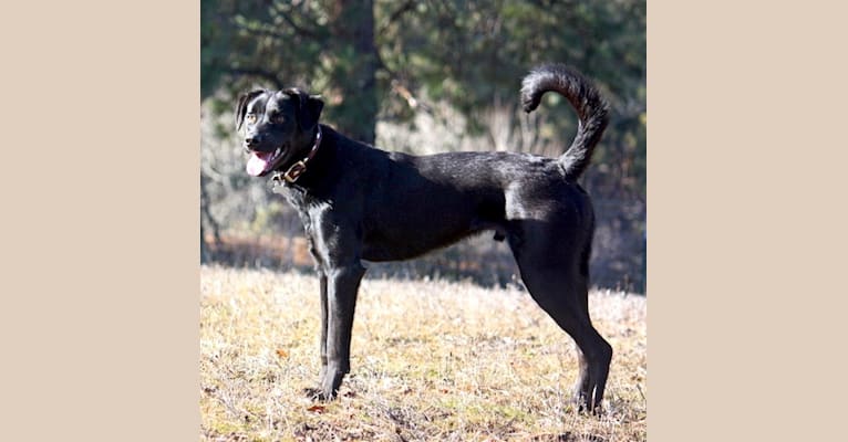 Toby, a Rottweiler and Labrador Retriever mix tested with EmbarkVet.com