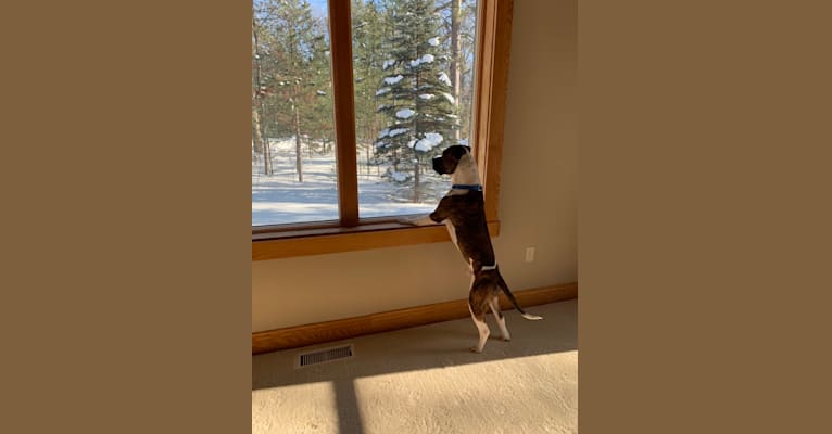 Photo of Cedric, an American Pit Bull Terrier  in Lewiston, Michigan, USA