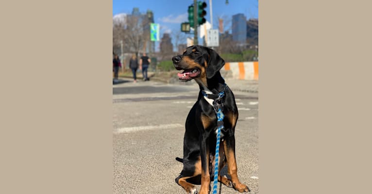 Photo of Andy, a Treeing Walker Coonhound, Redbone Coonhound, Norwegian Elkhound, and American Pit Bull Terrier mix in New York, New York, USA