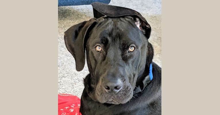 Embark Dog DNA Test Breed