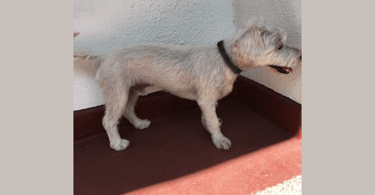 Photo of Finn, a Poodle (Small), Chihuahua, Pomeranian, Maltese, Shih Tzu, and Mixed mix in McFarland, California, USA
