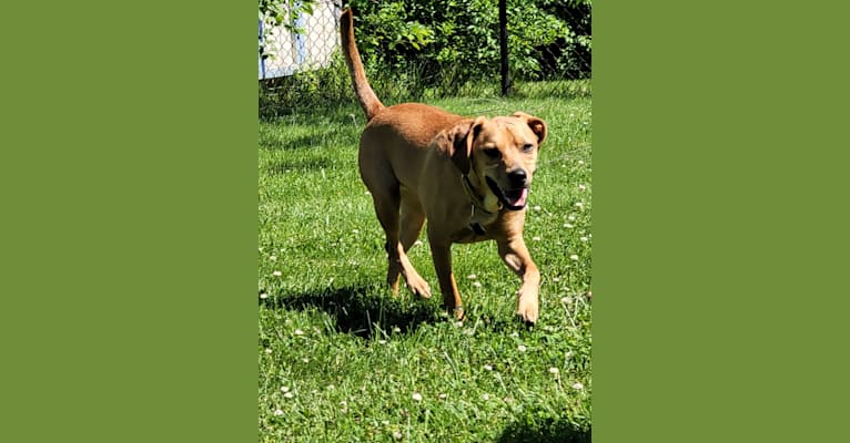 Photo of Ozzie, a Miniature Pinscher, Beagle, American Pit Bull Terrier, German Shepherd Dog, and Mixed mix in Indiana, USA