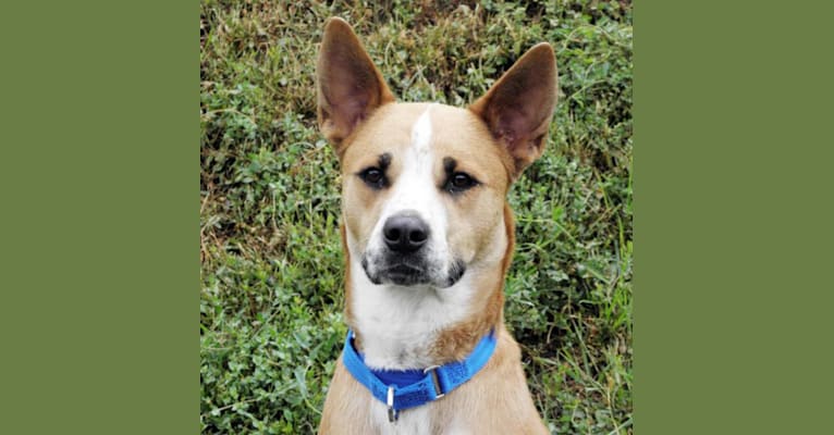 Ruger, an Australian Cattle Dog and Staffordshire Terrier mix tested with EmbarkVet.com