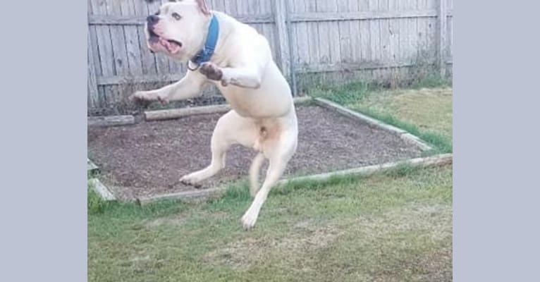Bruno, an American Bulldog tested with EmbarkVet.com