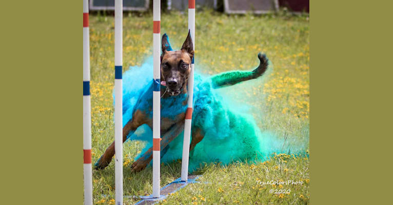 ‘Zilla, a Dutch Shepherd tested with EmbarkVet.com