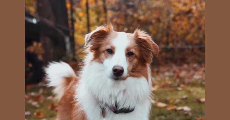 Bailey, a Collie and Shetland Sheepdog mix tested with EmbarkVet.com