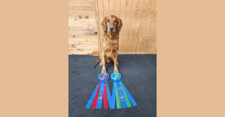 Eclipse, a Golden Retriever tested with EmbarkVet.com