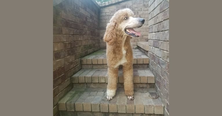 Thorn, a Poodle (Standard) tested with EmbarkVet.com