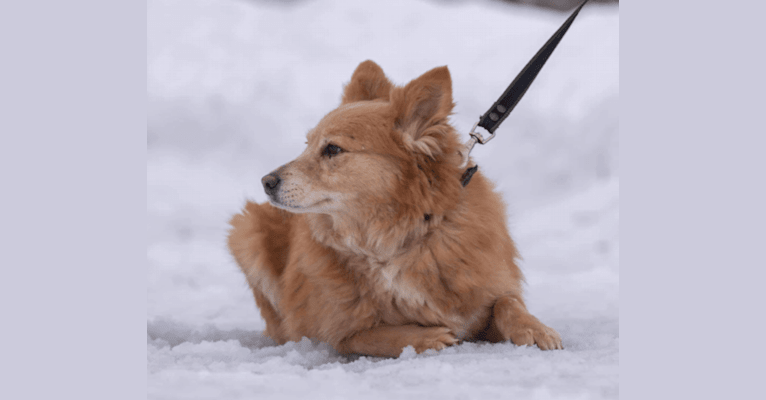 Foxie, a Central Asian Village Dog tested with EmbarkVet.com