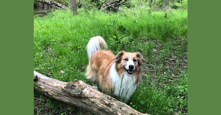 Fletcher, an Australian Shepherd and Shetland Sheepdog mix tested with EmbarkVet.com