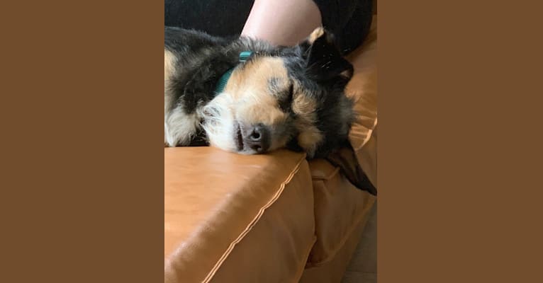 Photo of Nash, a Shih Tzu, Miniature Schnauzer, German Shepherd Dog, Poodle (Small), and Chinese Shar-Pei mix in Austin, Texas, USA