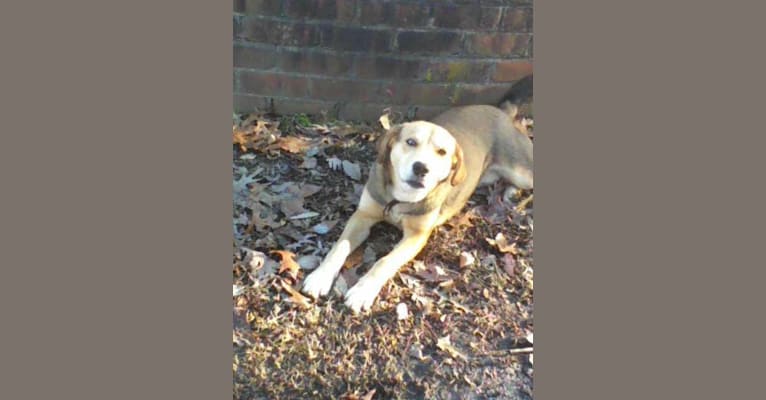 Photo of Gage, a Siberian Husky, Beagle, and American Foxhound mix in Dinwiddie, Virginia, USA