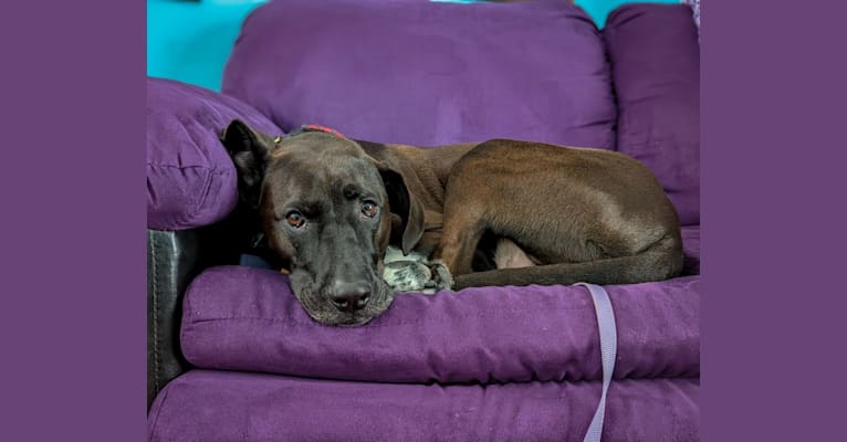 Oakley, an American Pit Bull Terrier and Great Pyrenees mix tested with EmbarkVet.com