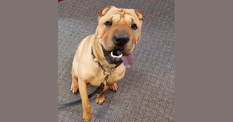 Cooper, a Chinese Shar-Pei tested with EmbarkVet.com