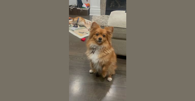 Bennie, a Pomeranian and Poodle (Small) mix tested with EmbarkVet.com