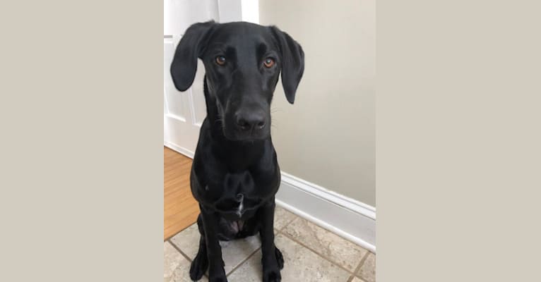 Otter, a Labrador Retriever and Mountain Cur mix tested with EmbarkVet.com