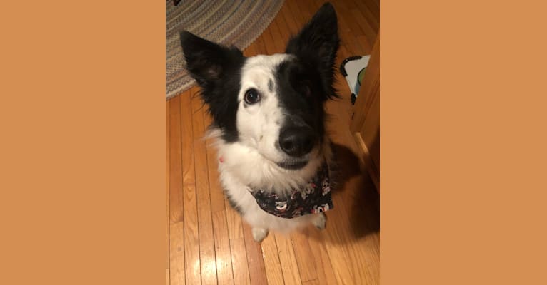 Photo of Spruce, a Border Collie (17.6% unresolved) in Plumsted Township, New Jersey, USA