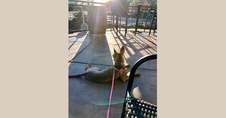 Photo of Zoey, an American Pit Bull Terrier, Siberian Husky, Alaskan Malamute, German Shepherd Dog, and Mixed mix in Tijuana, Baja California, Mexico