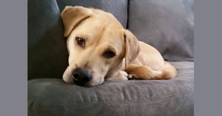 Sawyer, a Staffordshire Terrier and Labrador Retriever mix tested with EmbarkVet.com