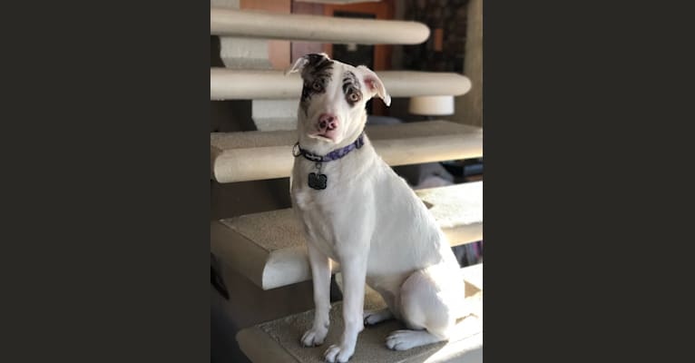 Gemma, an American Pit Bull Terrier and Labrador Retriever mix tested with EmbarkVet.com