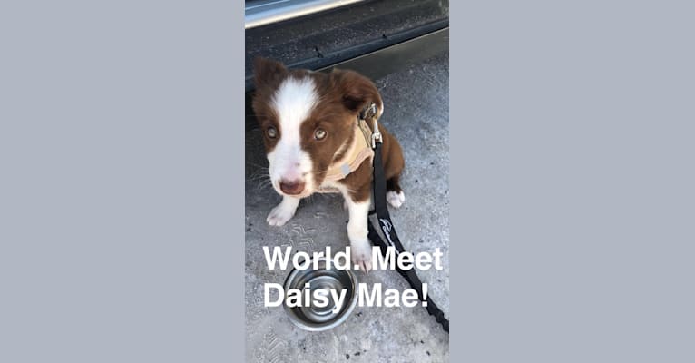 Daisy Mae, a Border Collie and German Shepherd Dog mix tested with EmbarkVet.com