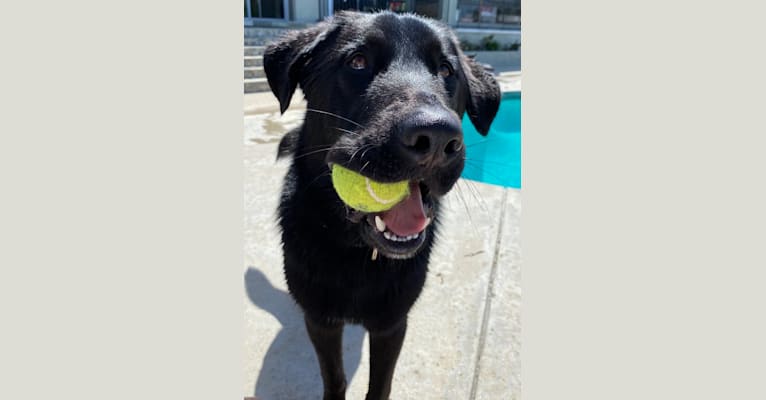 Otto (Othello), a German Shepherd Dog and Newfoundland mix tested with EmbarkVet.com