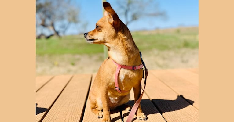 Photo of Figgy Smallz, a Miniature Pinscher, Chihuahua, Pomeranian, and Mixed mix in Austin, Texas, USA