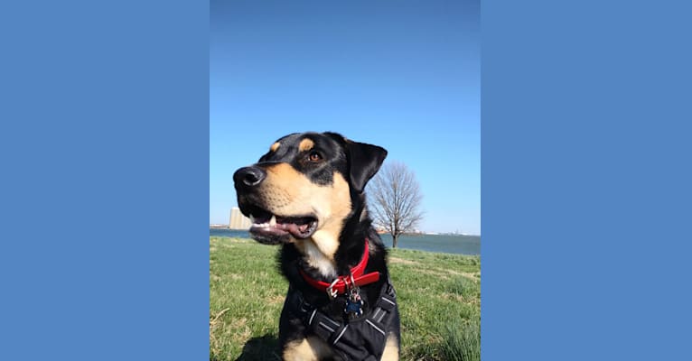 Photo of Jax, a Rottweiler, German Shepherd Dog, and Mixed mix