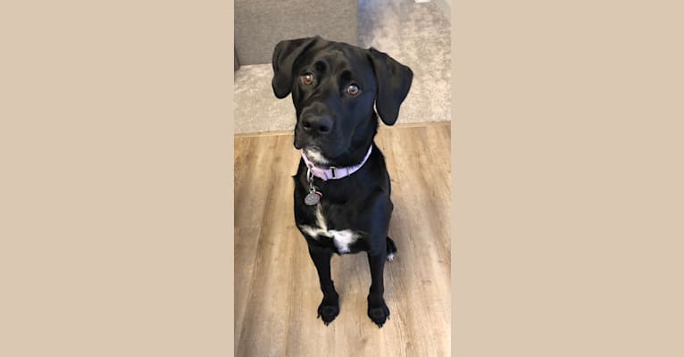Remi, a Newfoundland and American Pit Bull Terrier mix tested with EmbarkVet.com