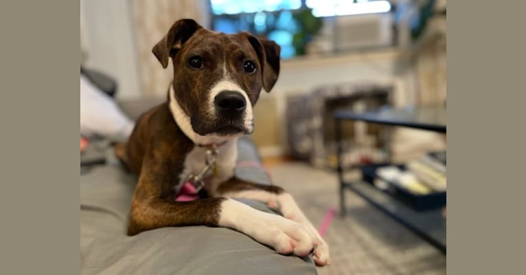 Photo of Theodora, an American Pit Bull Terrier, American Staffordshire Terrier, Labrador Retriever, and Chow Chow mix