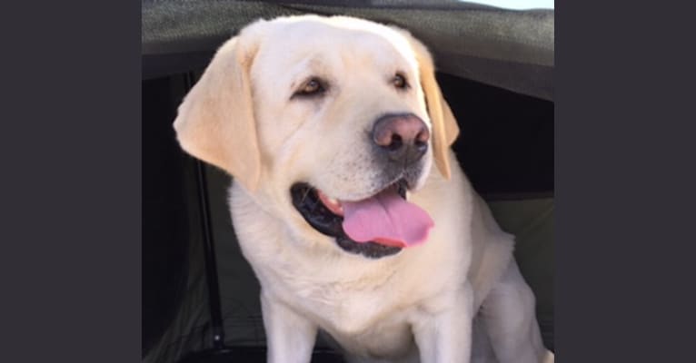 Cody, a Labrador Retriever tested with EmbarkVet.com