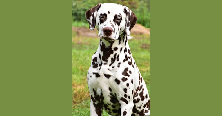 Lukas, a Dalmatian tested with EmbarkVet.com