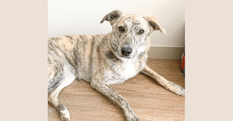 Callie, a Border Collie and Mountain Cur mix tested with EmbarkVet.com