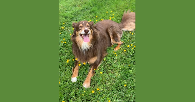 Rosie O'Doggell, an Australian Shepherd and German Shepherd Dog mix tested with EmbarkVet.com