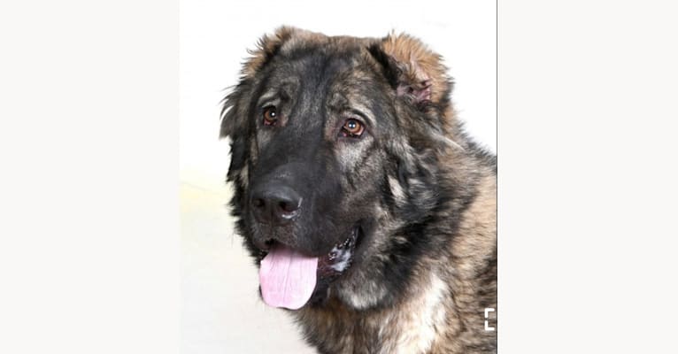 Charlie, a West Asian Village Dog and Caucasian Ovcharka mix tested with EmbarkVet.com