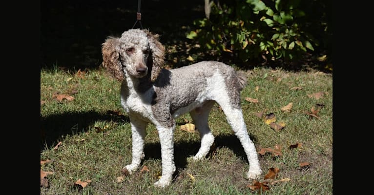 Photo of Bailey, a Poodle (Standard) 