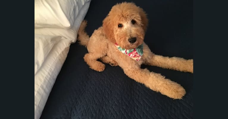 Madison, a Goldendoodle tested with EmbarkVet.com