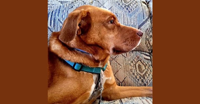 Freddy, a Siberian Husky and Bluetick Coonhound mix tested with EmbarkVet.com