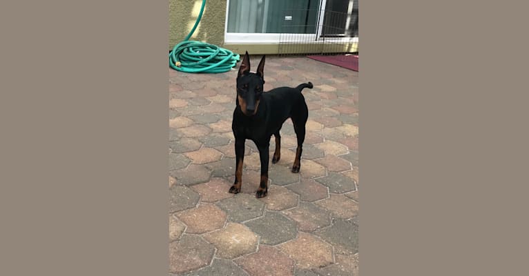 Photo of M.I.A., a Manchester Terrier (Standard)  in San Francisco, CA, USA