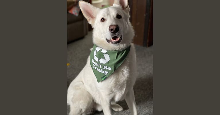 Apollo, a German Shepherd Dog and Maremma Sheepdog mix tested with EmbarkVet.com