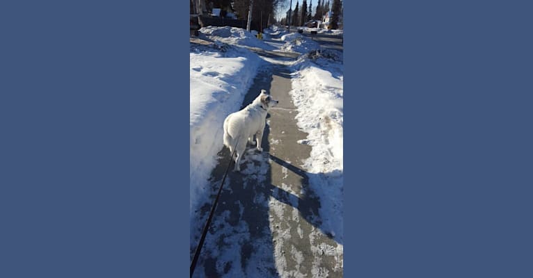 Buddy, an American Eskimo Dog and Norwegian Elkhound mix tested with EmbarkVet.com