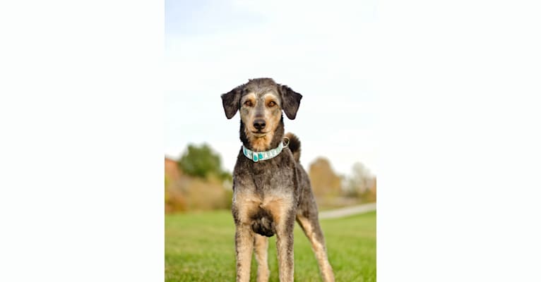 Hayley, an Aussiedoodle tested with EmbarkVet.com