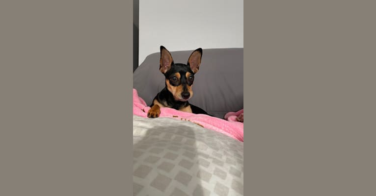 Zeus, a Chihuahua and Basenji mix tested with EmbarkVet.com